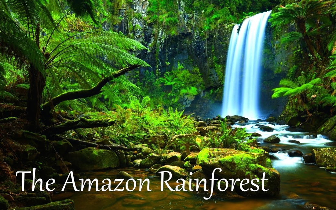 Amazon Rainforest The Biome